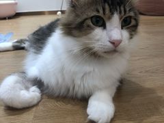 -1013 PET SHOP精品宠物商店(丁香店)