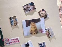 -藏猫猫咖啡主题馆(中央大道店)