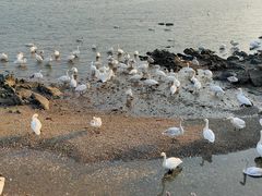 -烟墩角天鹅湖