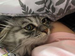 -佳怡动物医院·平价24小时·猫专科骨外科