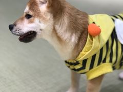 -逗柴咖啡屋·狗咖猫咖宠物桌游