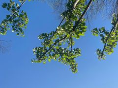 -新虹桥中心花园