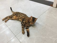 -中农国际动物医院24小时·猫科·骨科·急重症中心