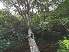 -海南热带雨林国家公园吊罗山景区