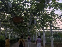 -白鹿原葡萄主题公园