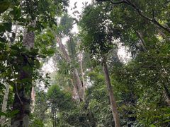 -西双版纳原始森林公园