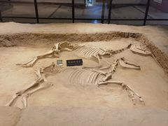 -洛阳周王城天子驾六博物馆