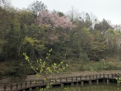 -镇龙山国家森林公园