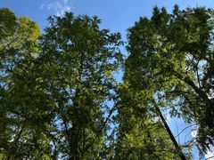 -黄海国家森林公园