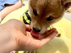 -逗柴咖啡屋·狗咖猫咖宠物桌游
