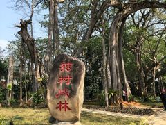 -瑞丽独树成林风景区