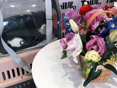 -关爱宠物医院·猫科中心·消化科(滨湖万达分院)