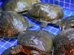 -湘里乡亲甲王二老店