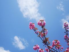 -石家庄市植物园