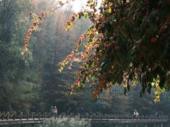 -深圳仙湖植物园