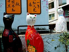 -猫咪博物馆(顶澳仔猫街店)