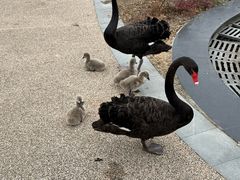 -昆山城市生态森林公园