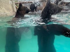 -上海野生动物园