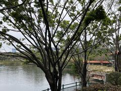 -深圳龙潭公园