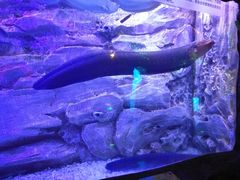 -芜湖新华联大白鲸海洋公园