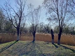 -东郊湿地公园