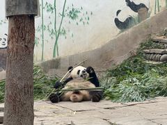 -中国大熊猫保护研究中心雅安碧峰峡基地