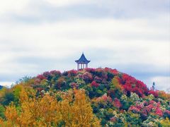 -贵州百里杜鹃风景名胜区