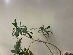 -小团圆糖水铺(襄阳南路店)