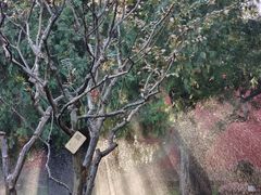-北京市劳动人民文化宫(太庙)
