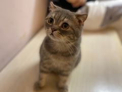 -猫咪派对(江南西店)