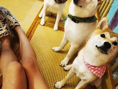 -柴迷FANS CLUB·柴犬狗咖·猫咖