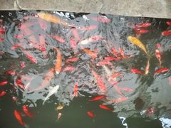 -煲来饱去冷水鱼