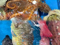 -四川小胡子海鲜(丁村万人海鲜广场店)