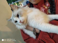 -李小姐の猫咖啡馆(五角场店)