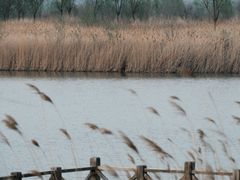 -野鸭湖国家湿地公园