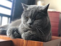 -瑞鹏宠物医院·骨科·猫科·内科(第一中心)