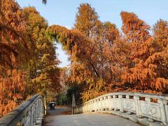 -上海海湾国家森林公园