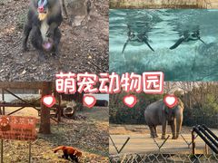 -合肥野生动物园