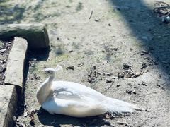 -哈尔滨北方森林动物园