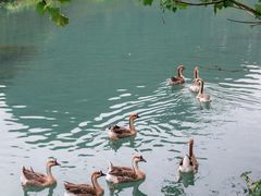 -靖西鹅泉风景区