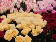-越秀西湖花市(广州城市广场花卉店)