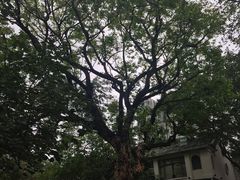 景点-九龙公园