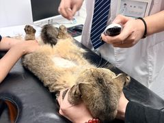 -博特宠物医院24h犬猫全科.骨科·异宠
