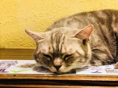 -more than meow吴止猫主题餐厅(承德 中船汇店)