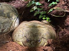 -正佳雨林生态植物园