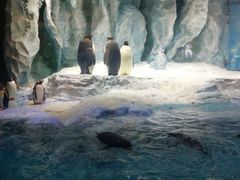 -帝企鹅自助餐厅•儿童岛•真企鹅(长隆企鹅酒店)