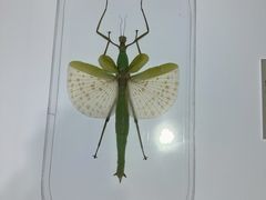 -上海昆虫博物馆