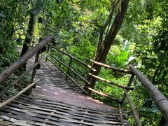 -西双版纳原始森林公园