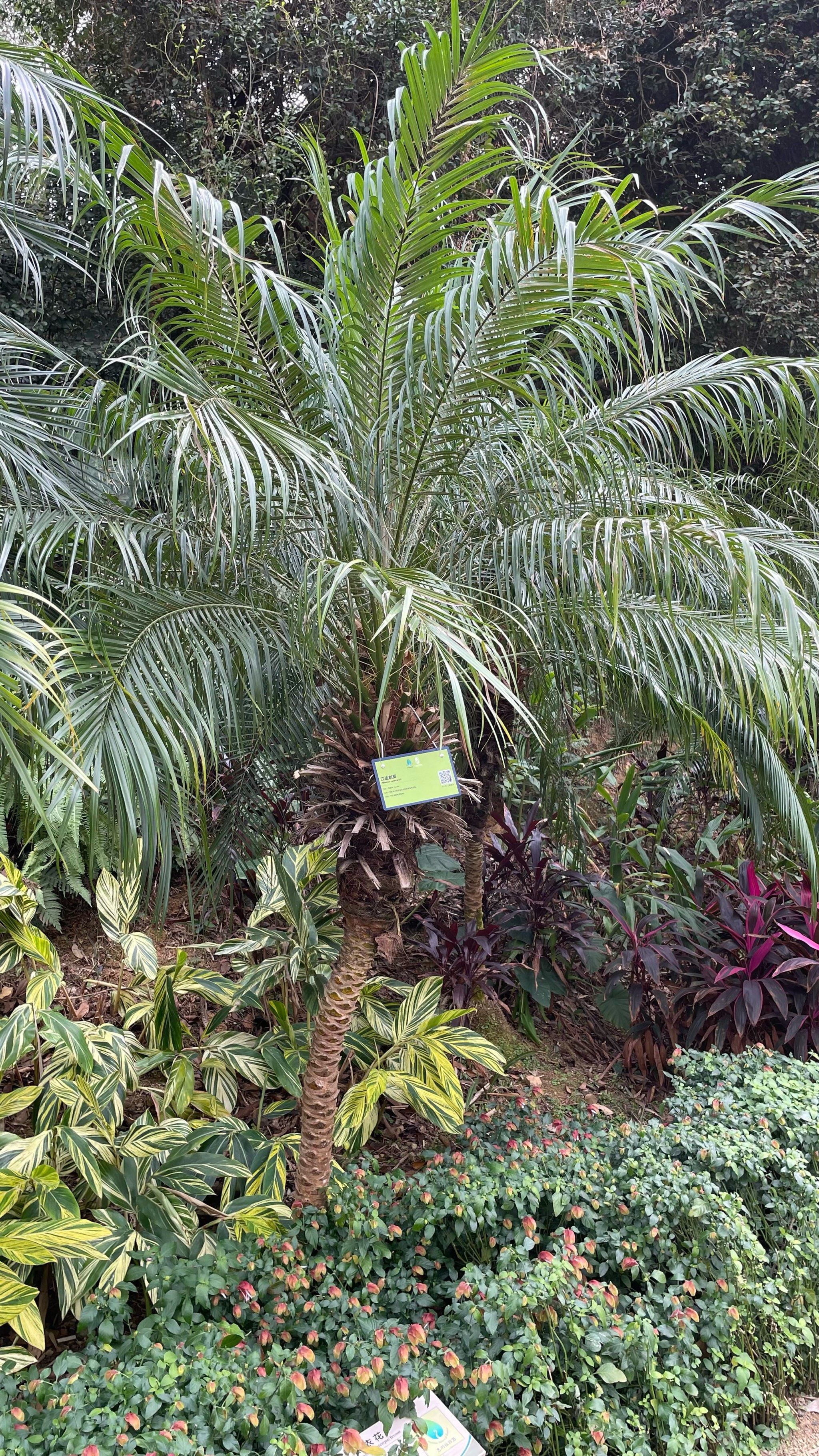 游玩惠州植物园