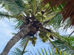 -三亚海棠湾万丽度假酒店